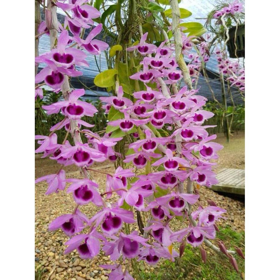 Hoa phong lan phi điệp tím thái - cây giống