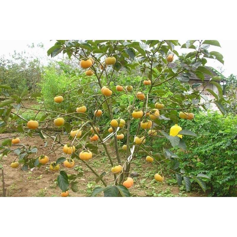 CÂY GIỐNG HỒNG GIÒN KHÔNG HẠT GHÉP SIÊU SỚM