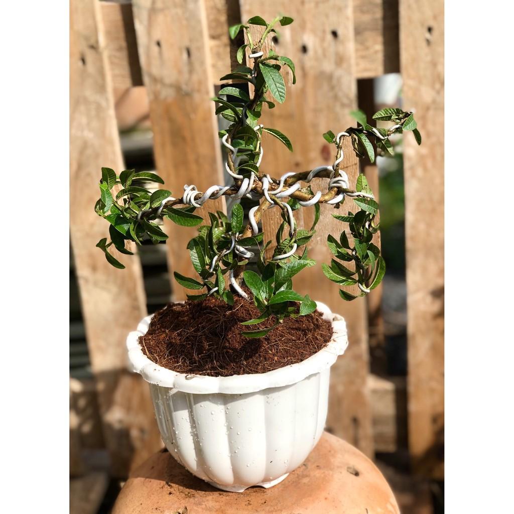 Chậu Bonsai cây ổi sẽ