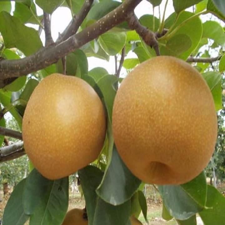 Cây giống Lê Nâu năng suất cao