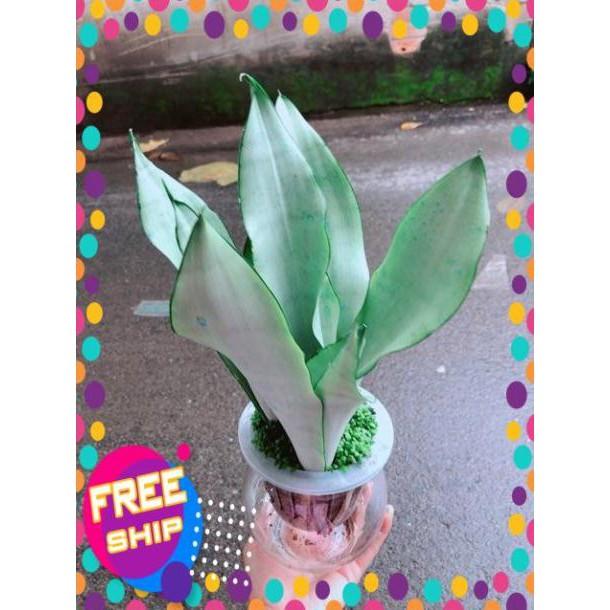 Chậu Lưỡi Hổ Bạc Thuỷ Sinh
