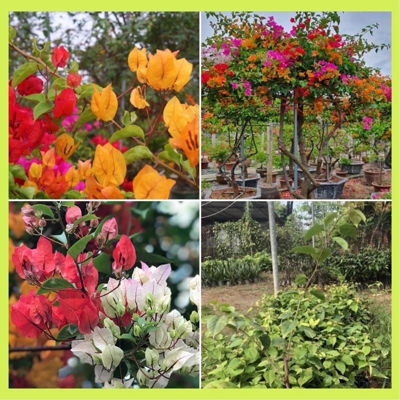 Cây giống hoa giấy nhiều màu ra hoa quanh năm