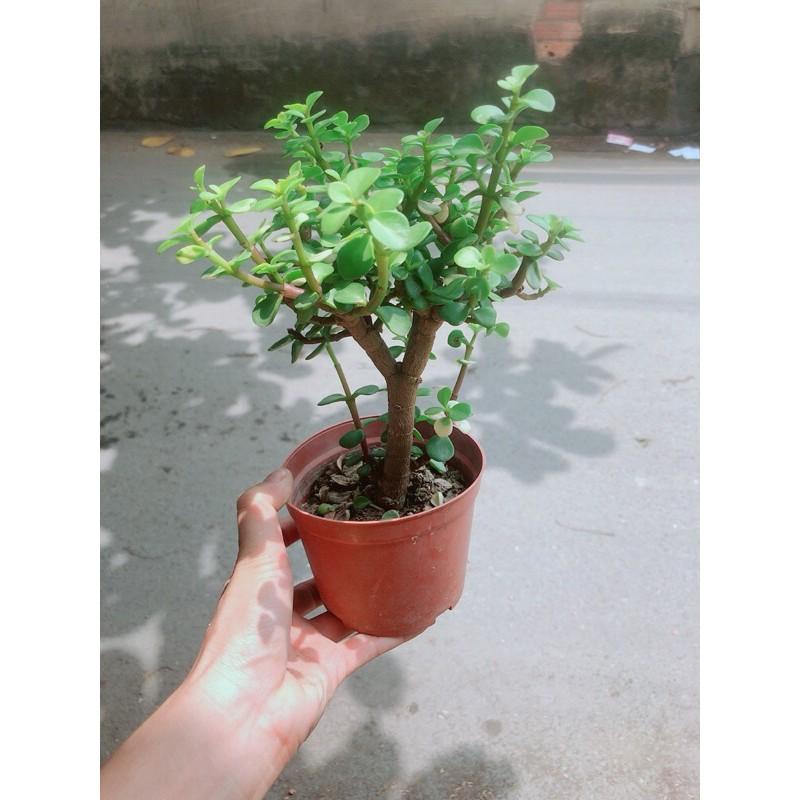 Cây Cành Vàng Lá Ngọc