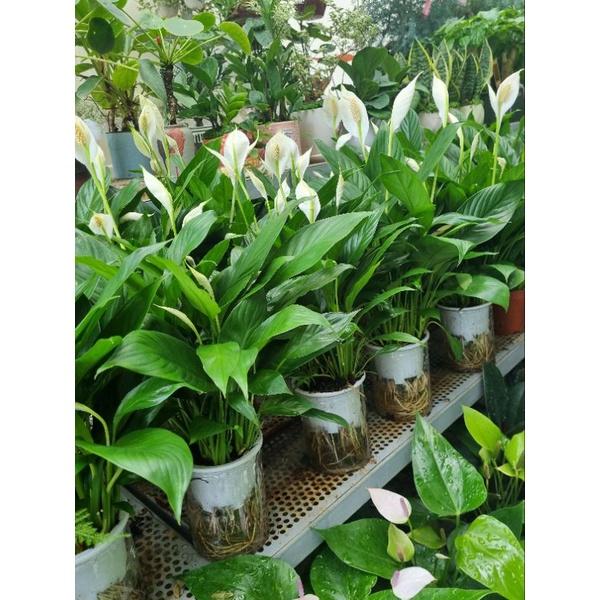 Lan ý trồng thủy sinh - cây cảnh để bàn