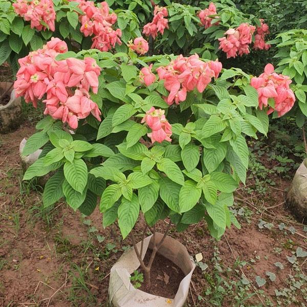 Cây Hoa Bướm Màu Hồng