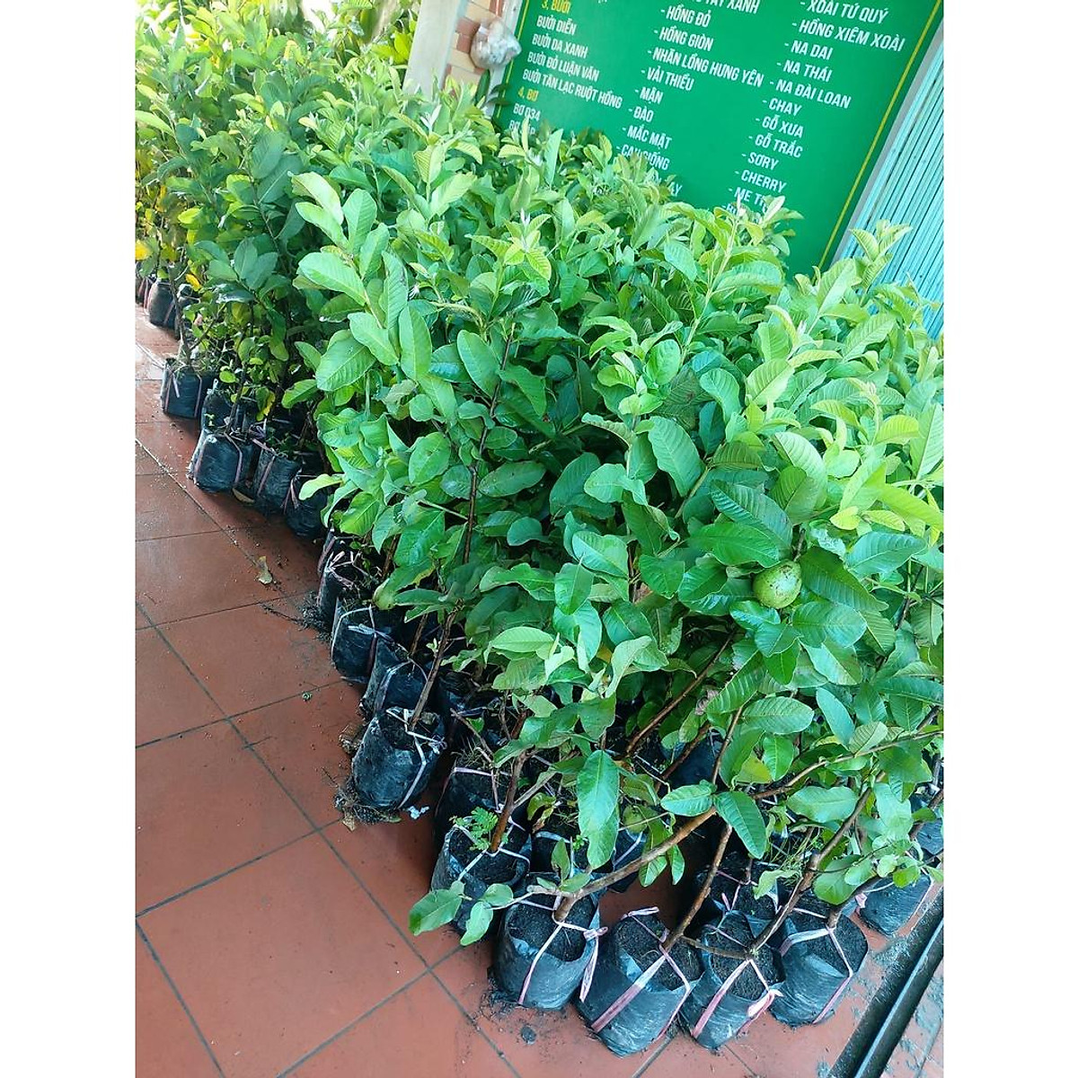 CÂY GIỐNG ỔI LÊ LÙN TRỒNG CHẬU TRÁI SỚM