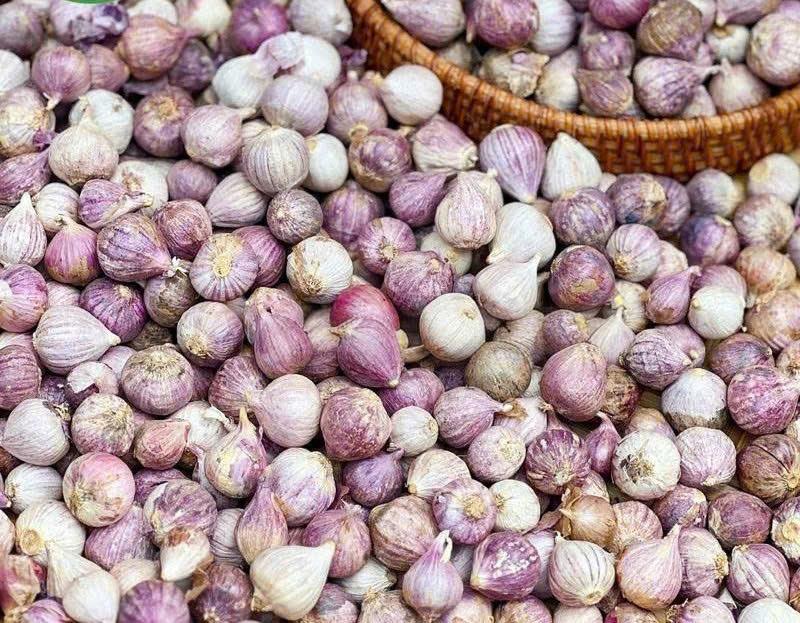 Tỏi cô đơn 1 kg. Đặc sản tỏi cô đơn, tỏi 1 nhánh size vừa
