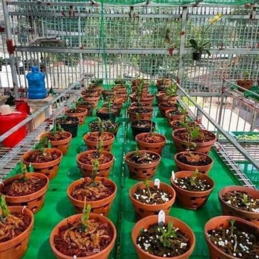 10 Khay Đựng Nước KT 50 X 50 Sâu 3cm Làm Mát Cho Lan - Máng vữa - Máng Đựng Nước - Khay nhựa Sông Hồng