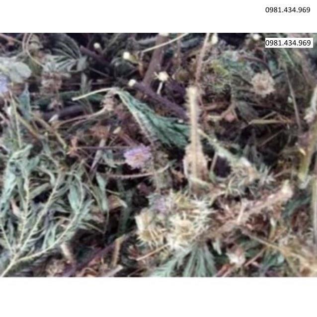 1kg xấu hổ khô