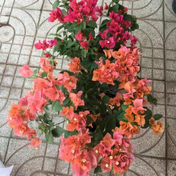 Giấy hai màu