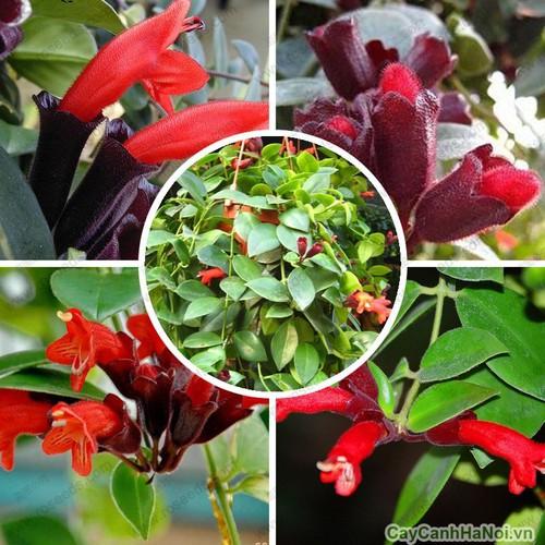 CHẬU CÂY HOA SON MÔI SIÊU ĐẸP, HOA NỘI THẤT, HOA BAN CÔNG HOÀN HẢO CHO GIA ĐÌNH BẠN - CHSMSD