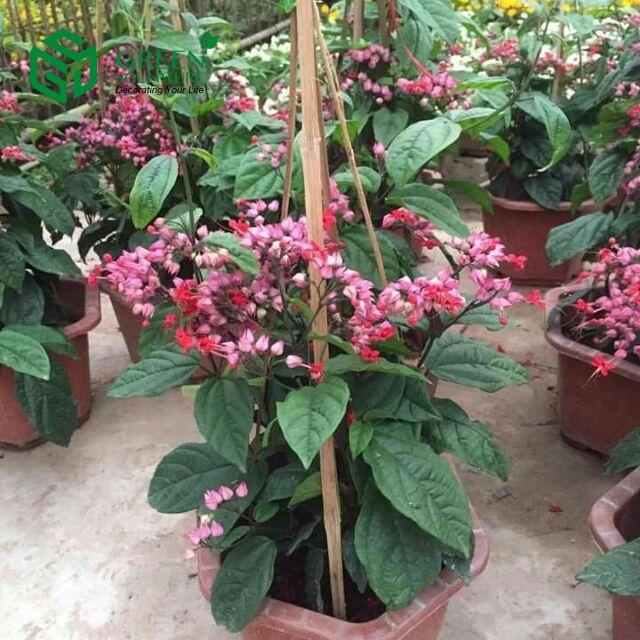 Cây giống hoa Ngọc nữ đỏ siêu hoa