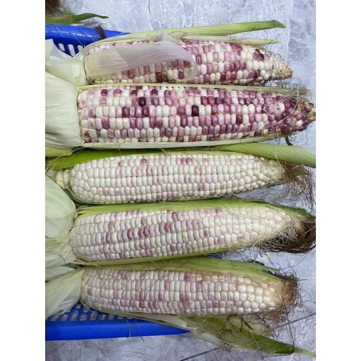 HẠT GIỐNG NGÔ NẾP ĐƯỜNG - NĂNG SUẤT CAO, GIỐNG CHUẨN