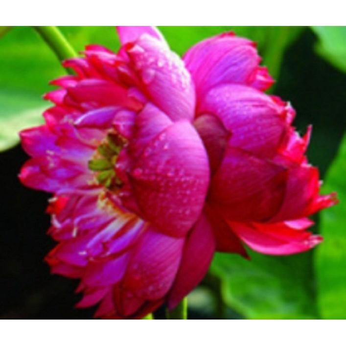 Hạt giống Sen Nhật mini