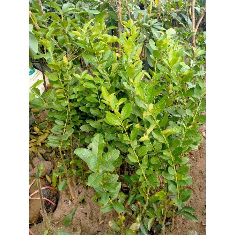 COMBO 2 CÂY GIỐNG CHANH VÀNG MỸ cây giống thuần chủng F1