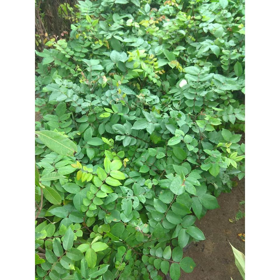 Cây giống Khế Ngọt quả cực ngon