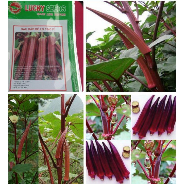 Hạt giống cây đậu bắp đỏ-gói 5gram-tặng kèm gói phân bón lót