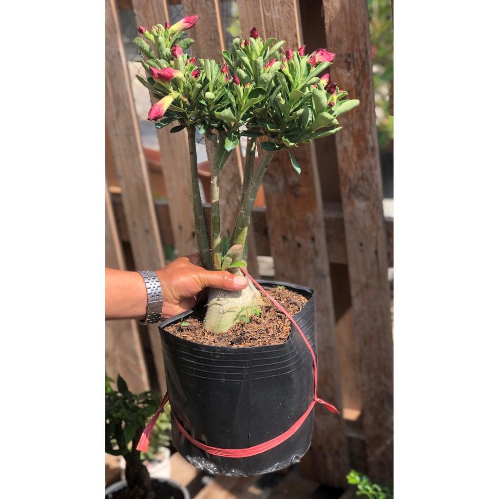Cây sứ Thái bông kép gốc to ST15