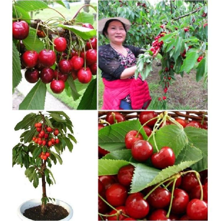 Hạt giống Cây Ăn Trái Cherry Đỏ 10 hạt/gói ( tặng kèm 3 viên nén kích mầm )