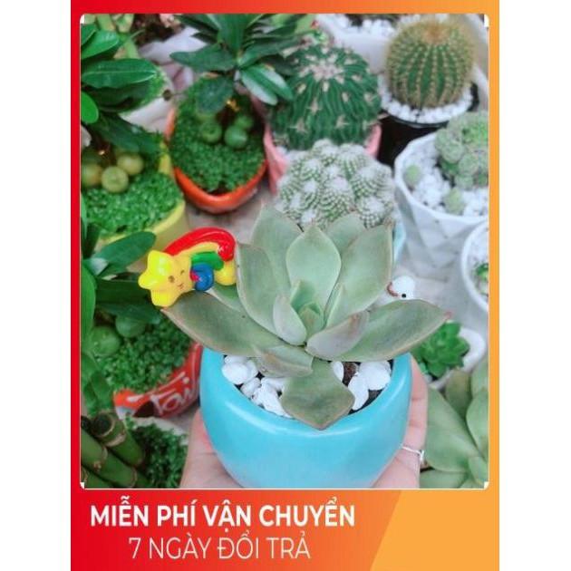 Chậu Sen Đá Tiểu Cảnh