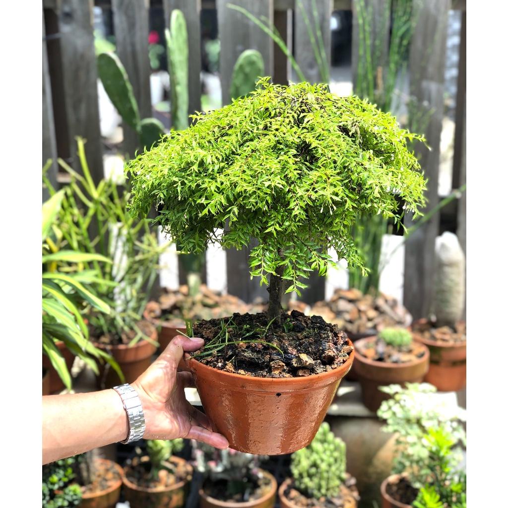Chậu đất nung cây mai chiếu thủy lá trắng