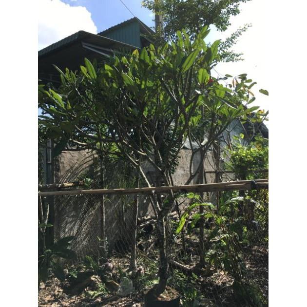 Cây sứ đại đỏ huyết