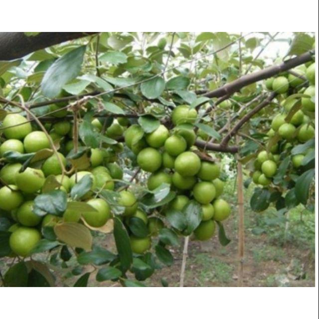 Táo lai lê quả to ,ăn ngọt