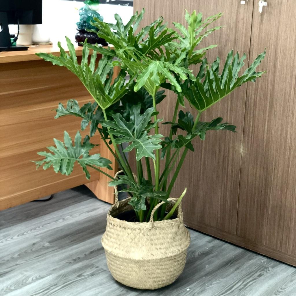 Cây Trầu Bà Thanh Xuân size nội thất