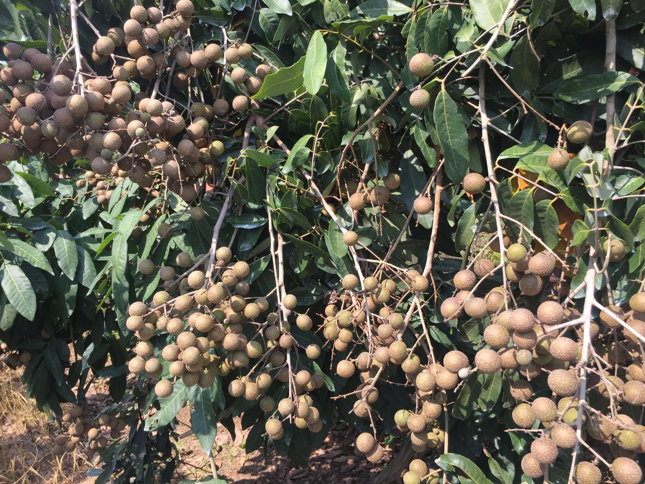 Cây giống NHÃN PHÁT TÀI SIÊU SỚM. .