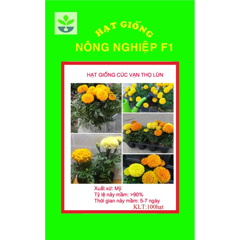 Gói 50 hạt giống cúc vạn thọ lùn