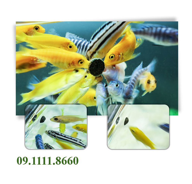 Thức ăn dán kính cho bể cá SMALL FISH SPECIAL FISH FOOD SL-13 SUNSUN