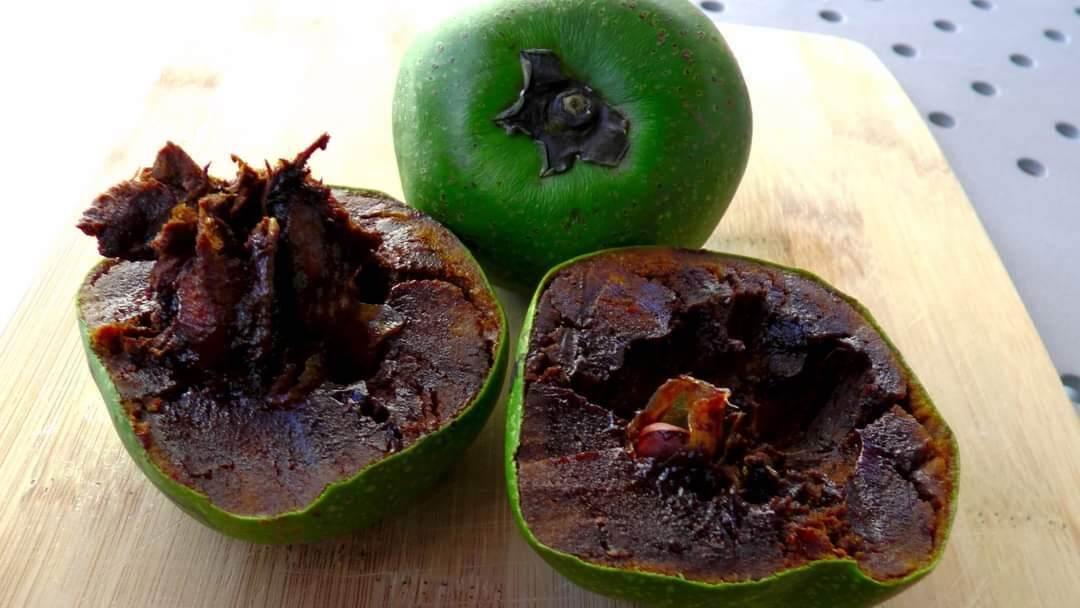 Cây giống hồng đen socola siêu sớm