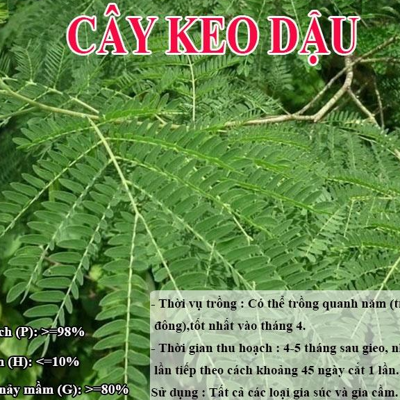 HẠT GIỐNG KEO DẬU  - Thức Ăn Chăn Nuôi - Hạt Giống Cỏ Chăn Nuôi - Cỏ Chăn Nuôi Trâu,Bò,Dê...