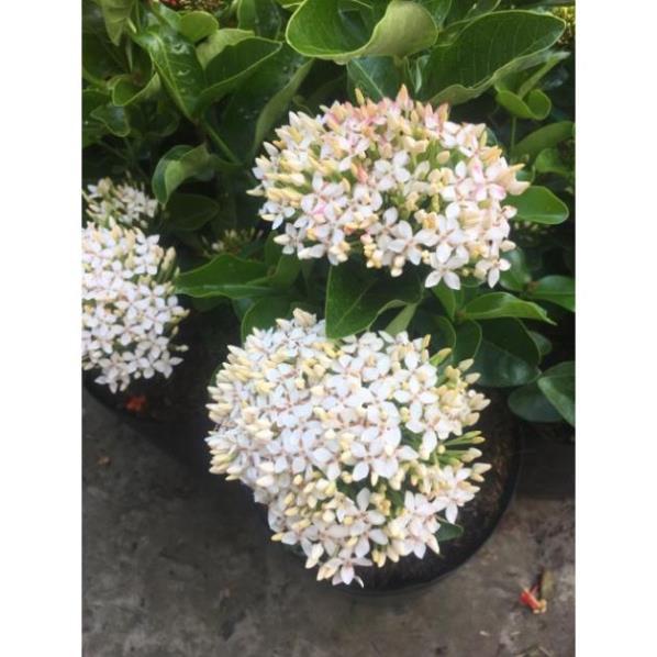 Cây hoa mẫu đơn trắng lá trung