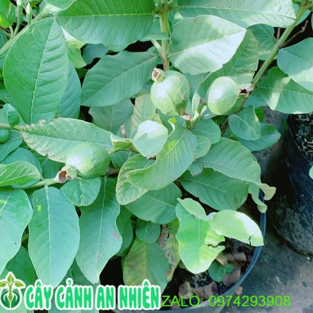 Cây Ổi Cho Sai Trái