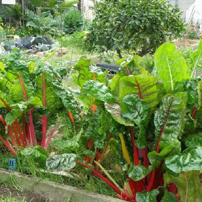 COMBO 8 gói rau cải dễ trồng-tặng kèm 1 phân bón