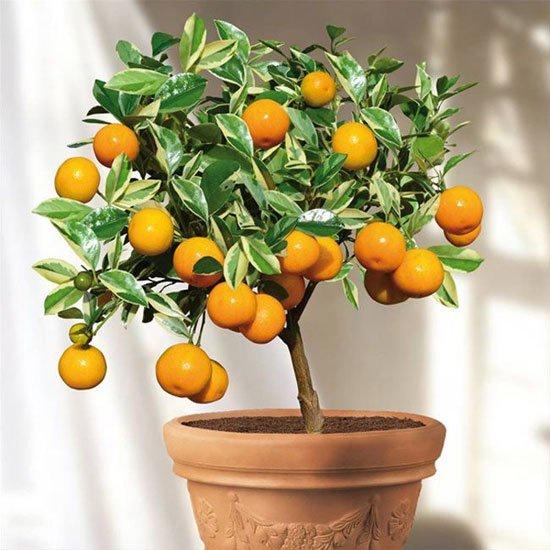 Cây quất chua cây to tán rộng lá xum xuê cao 60-90cm