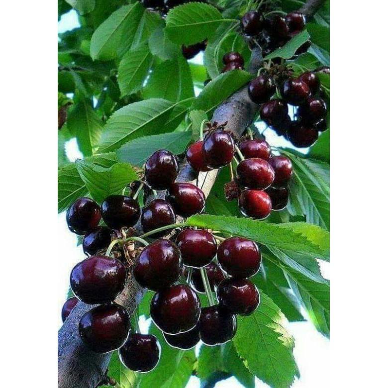 Cây cherry mỹ