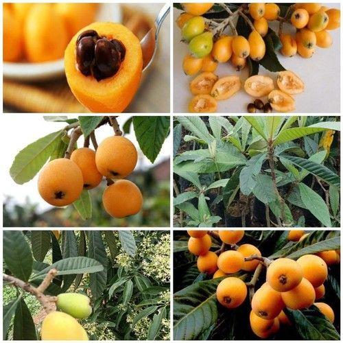 BẦU GIỐNG CÂY HOA ĐẠI ĐỎ