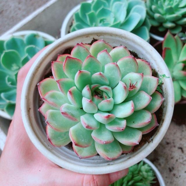 Sen đá viền hồng