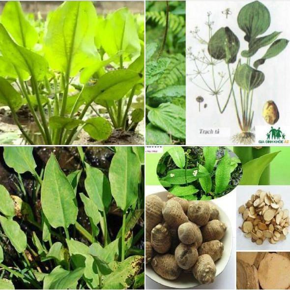 Hạt giống trạch tả - 50 hạt/gói