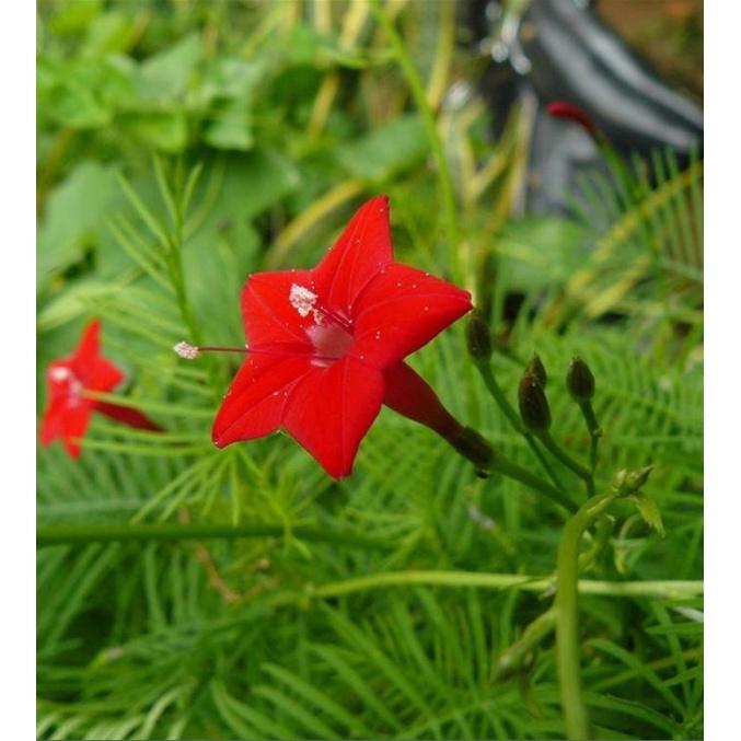 Combo 3 gói hạt giống hoa leo dàn tóc tiên -tặng kèm 1 gói kích thích nảy mầm