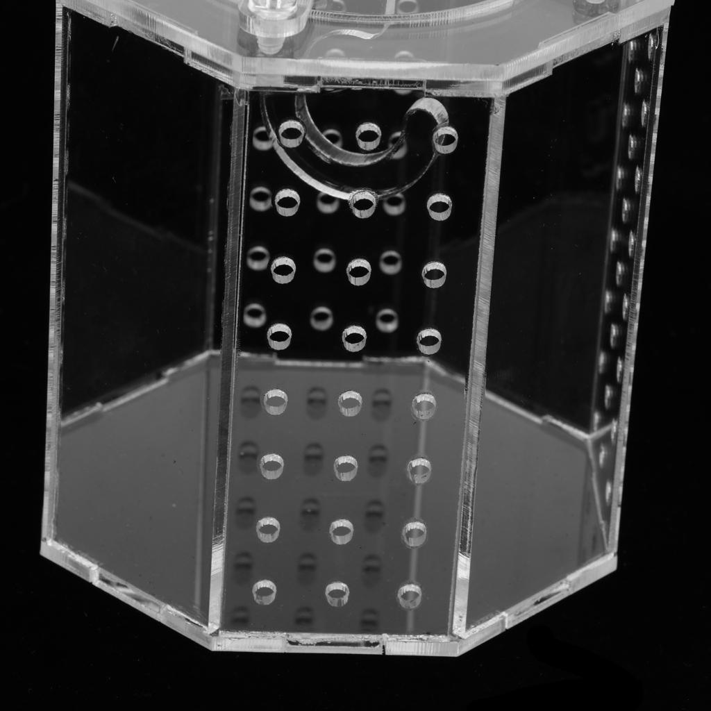 Spider Insect Reptile Tank Vivarium Cage Box Clear Acrylic Terrarium