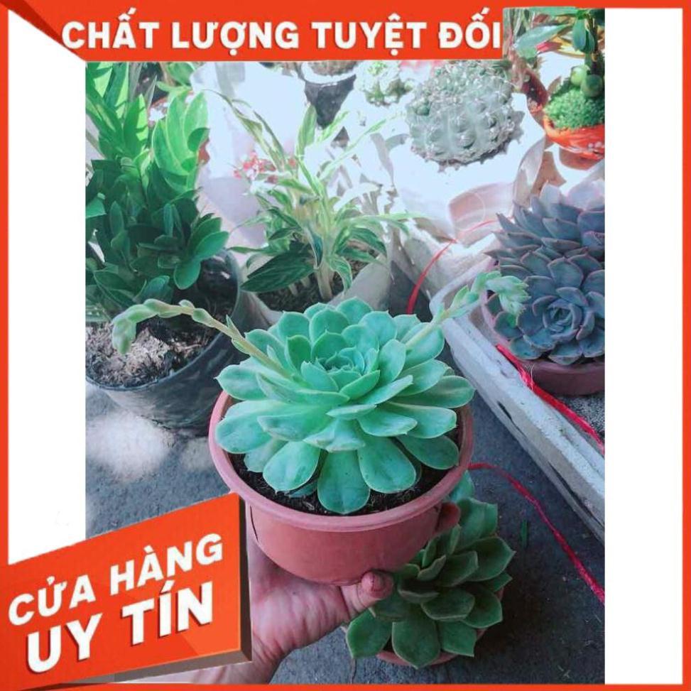 Sen Đá Xanh Nhiều Người Mua