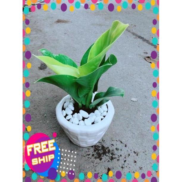 Chậu Cây Trầu Bà Đế Vương