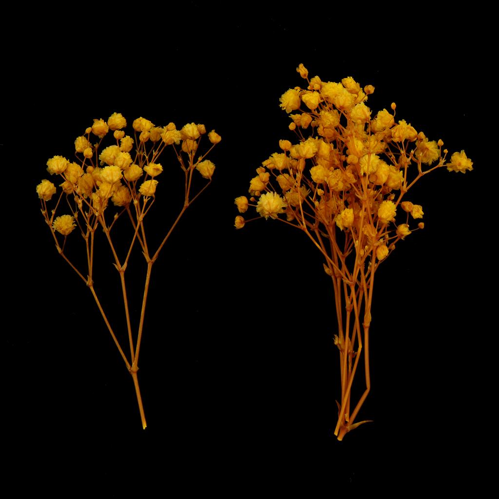 Túi Hoa Ép Khô Dùng Trang Trí Thủ Công Đa Năng