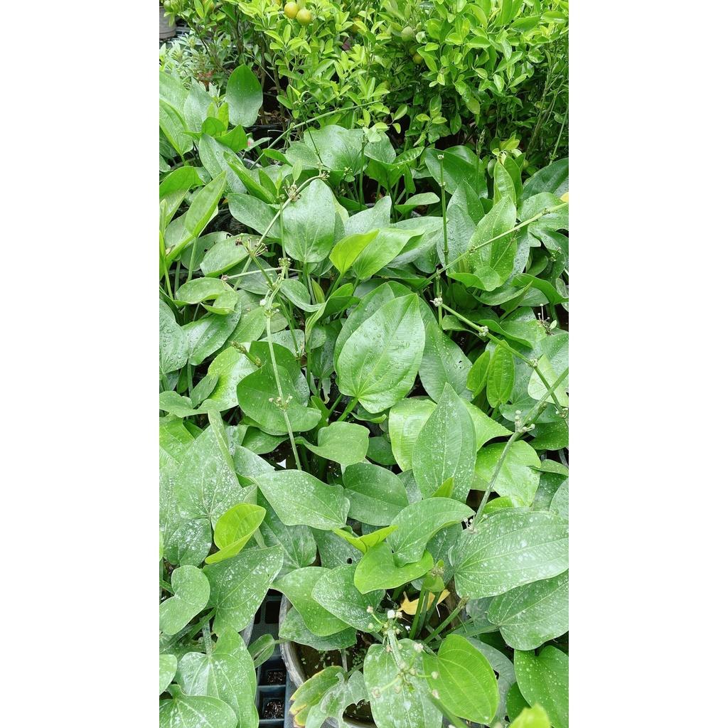 Cây Bách Thuỷ Tiên