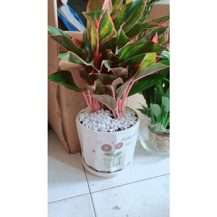 Chậu Cây Phú Quý