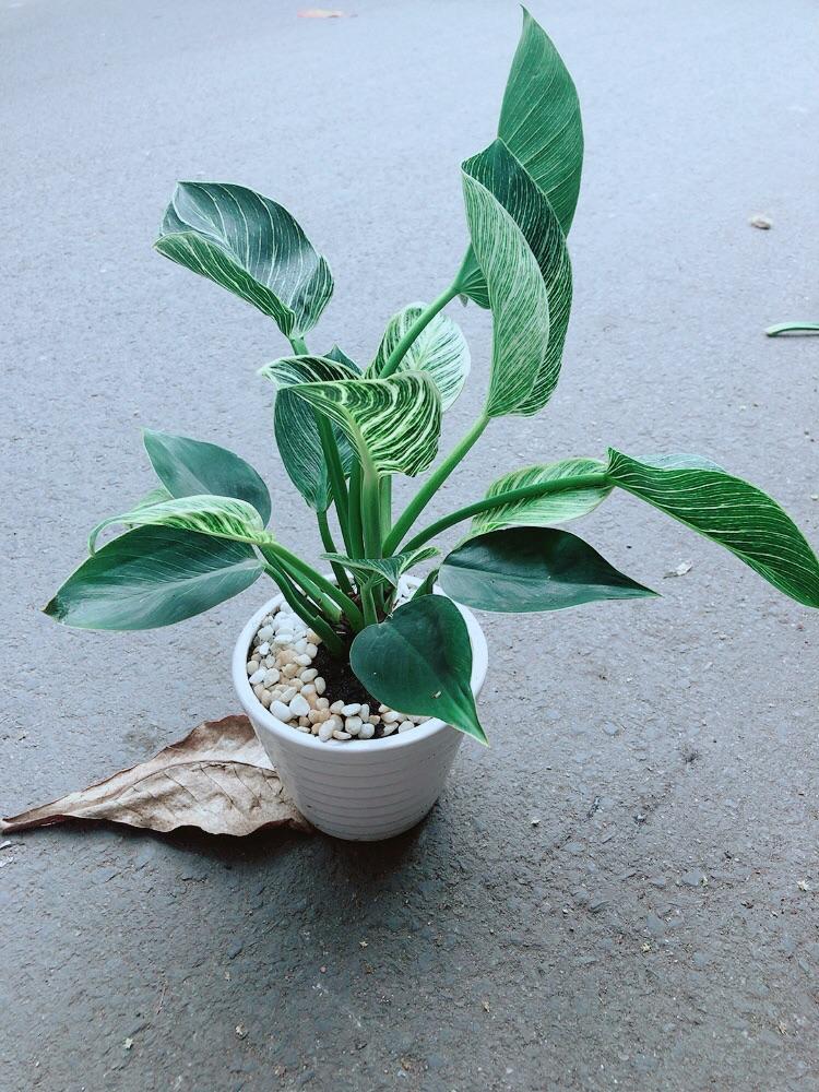 Chậu Cây Trầu Bà Hoàng Kim