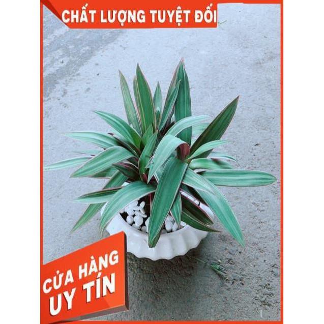 Chậu Cây Bảy Sắc Cầu Vòng